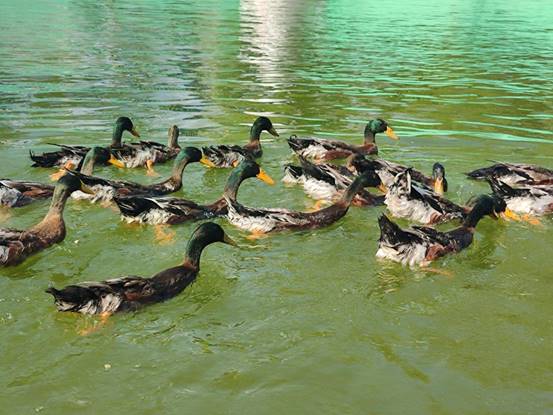 图示, 示意图

中度可信度描述已自动生成:ver1