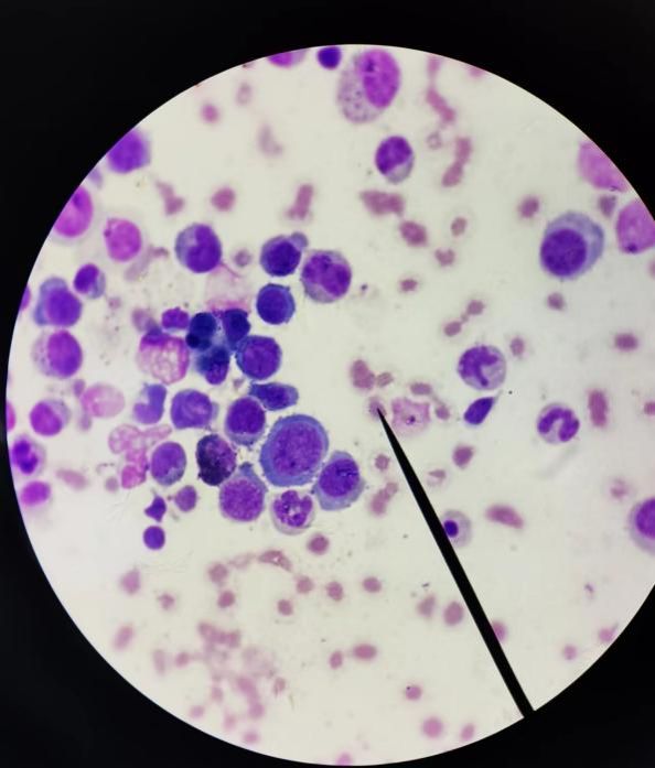 cf5ccfce63d8c57f9cc534d01d8a840